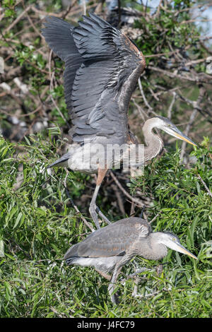 Great Blue Heron Küken - Great Blue Heron - Ardea Herodias Stockfoto