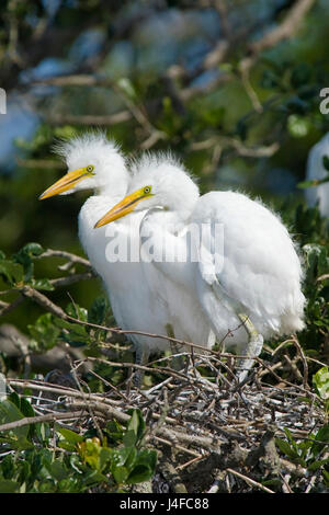 Silberreiher - Ardea alba Stockfoto