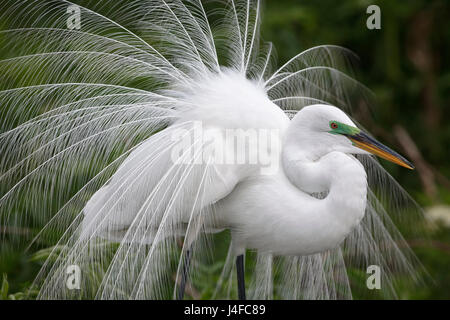 Silberreiher - Ardea Alba - Zucht Erwachsenen anzeigen Stockfoto