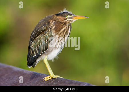 Grüne Heron - Butorides Virescens - Juvenile Stockfoto