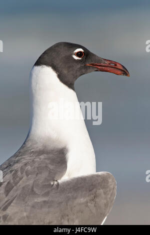 Lachende Möve - Larus Atricilla - Sommer Erwachsene Stockfoto