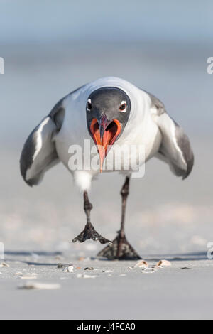 Lachende Möve - Larus Atricilla - Sommer Erwachsene Stockfoto