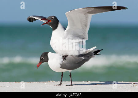 Gull - Larus Atricilla - Sommer Erwachsene Paarung lachen Stockfoto