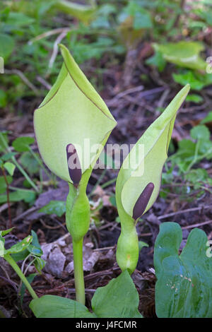 Kuckuck Pint arum maculatum wächst im Frühjahr Wald Norfolk Stockfoto
