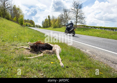 Road kill (Hirsch) auf der Straße mit einem vorbeifahrenden Motorrad. Stockfoto