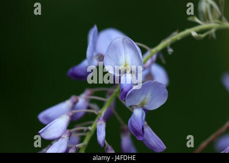 Glyzinie Blauregen, Glyzine, Wisterie, Wistarie, Glyzinien, Glyzinien