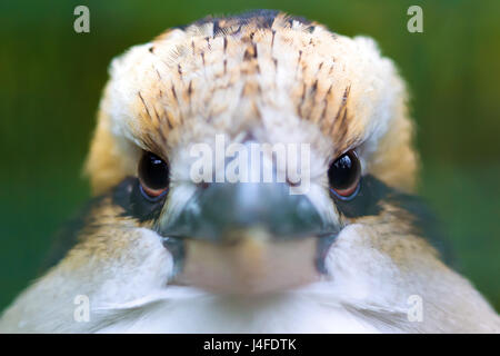 Nahaufnahme Porträt einer laughing Kookaburra (dacelo novaeguineae). Stockfoto