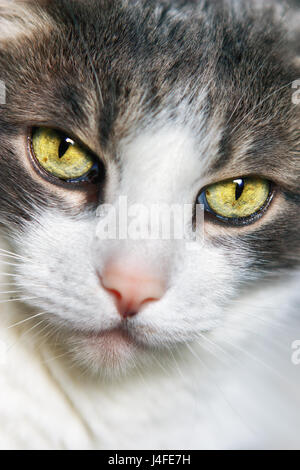Nahaufnahme Porträt einer grauen und weißen Katze. Stockfoto