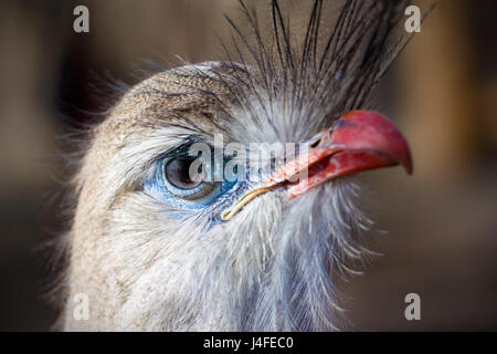 Close-up Portrait von Red-legged seriema, auch bekannt als das Crested cariama (cariama cristata). Stockfoto