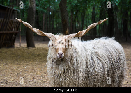 Lonely ungarische" racka" Schafe (Ovis aries strepsiceros hortobagyiensis) stehen im Schatten unter Bäumen. Stockfoto