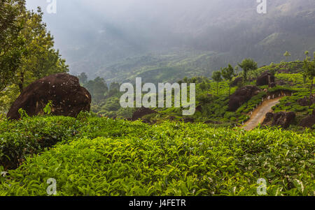 Dawn Nebel hebt über den Kannan Devan Hügeln, eine üppiger grüner Tee-Plantage in der Nähe von Munnar, Kerala, Indien zu offenbaren. Stockfoto