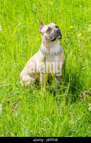 Braune Staffordshire Bullterrier Frühling Gras sitzen Stockfoto