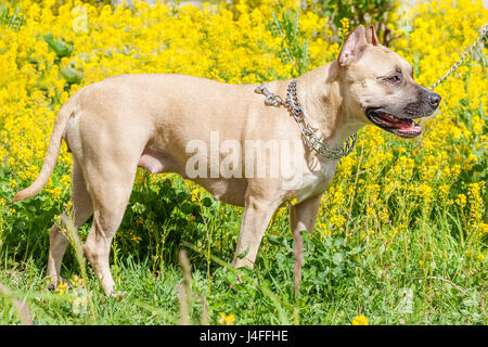 Schöne Staffordshire Bullterrier posiert in einem Sommerpark Stockfoto