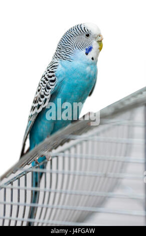 blauer Wellensittich sitzt auf Käfig isoliert auf weißem Hintergrund Stockfoto