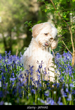 Labradoodle in Glockenblumen sieht gut aus! Stockfoto