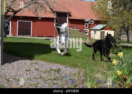 Glückliche Hunde laufen Stockfoto