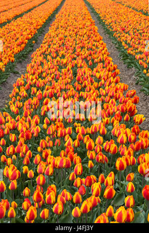 Blühende Tulpenfeld orange Tulpen im Bereich der Bollenstreek, bekannt für die Produktion von Frühling Blumenzwiebeln, Niederlande Stockfoto