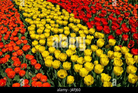 Blume Betten mit roten und gelben holländische Tulpen, Keukenhof Gärten, Lisse, Niederlande Stockfoto