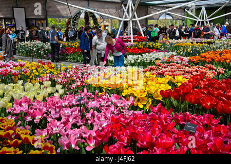 Tulpen in der Willem-Alexander-Pavillon, Keukenhof Gärten, Lisse, Niederlande Stockfoto