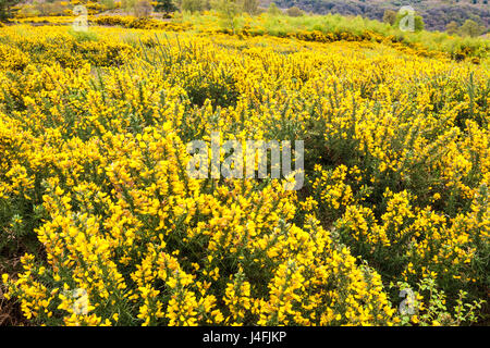 Gelber Ginster Blüte Ende April auf Exmoor National Park in Webbers Post in der Nähe von Luccombe, Somerset UK Stockfoto