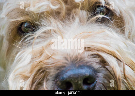 Irische weich beschichtete wheaten Terrier weiß und braun Fell Hund Stockfoto
