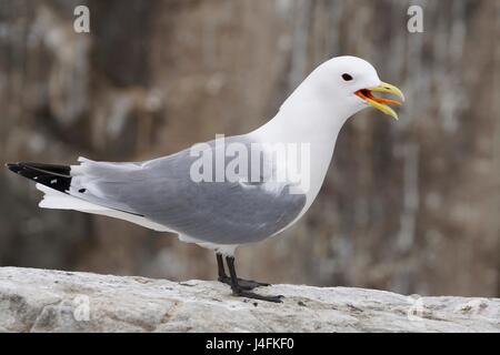 Erwachsenen entfremdet Dreizehenmöwe (Rissa Tridactyla) Stockfoto