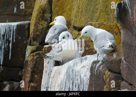 Drei Dreizehenmöwen (Rissa Tridactyla) einschließlich der Jugendkriminalität, auf Felsen Felsvorsprüngen, Northumberland, UK Stockfoto