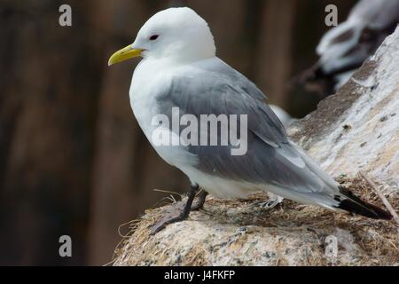 Dreizehenmöwe (Rissa Tridactyla) Stockfoto