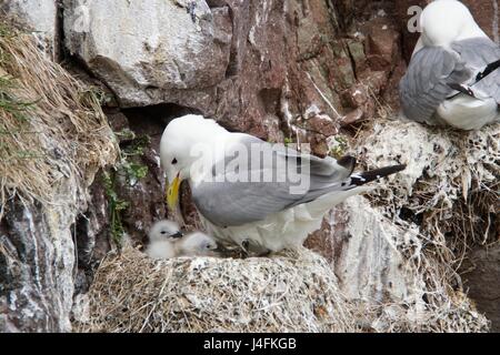 Dreizehenmöwe (Rissa Tridactyla) mit zwei Küken, Farne Islands, UK Stockfoto