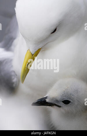 Dreizehenmöwe (Rissa Tridactyla) nisten mit Küken, Farne Islands, UK Stockfoto