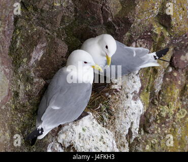 Ein paar der Dreizehenmöwen (Rissa Tridactyla) nisten Stockfoto