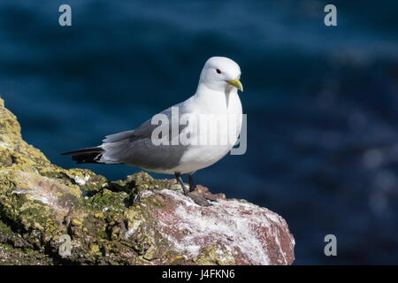 Dreizehenmöwe (Rissa Tridactyla) Stockfoto