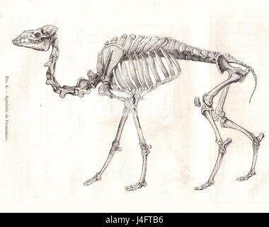 Das „Squelette Dromadaire Chauveau“ ist ein Skelett eines Dromedars (einbuckeliges Kamel), das von Chauveau 1990 präsentiert wurde. Die Skelettreste bieten wertvolle anatomische Einblicke in die Struktur von Dromedaren, die sowohl für zoologische Studien als auch für das Verständnis von Wüstentieren von Bedeutung sind. Dieses Exemplar dient der Forschung in der vergleichenden Anatomie und Evolutionsbiologie großer Säugetiere. Stockfoto