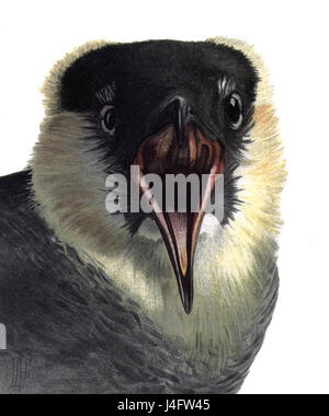 Stercorarius pomarinus, auch bekannt als Pomarine Skua, ist eine Vogelart auf der nördlichen Hemisphäre, die für ihr Raubverhalten und ihr charakteristisches Gefieder bekannt ist. Stockfoto