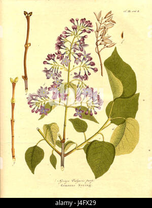 Syringa vulgaris1 Stockfoto