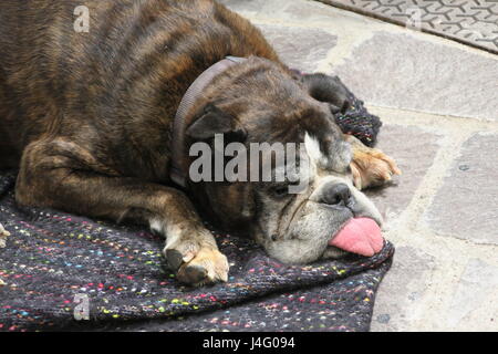 Ein riesiger Hund ruht auf einem Gehsteig in die Hauptstadt der Insel Lipari, Italien, mit der Zunge aus der Schnauze, sehr müde und schläfrig. Stockfoto