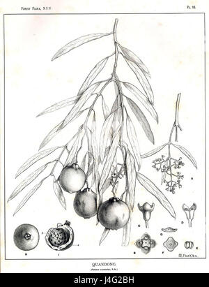 Santalum acuminatum00 Stockfoto