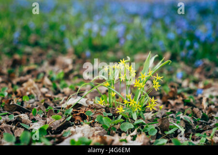 Gagea Lutea oder gelb Star-of-Bethlehem Blumen, Frühling Hintergrund Stockfoto