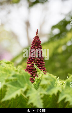 Gunnera Tinctoria, Riesen Rhabarber Blütenstand im Frühjahr Stockfoto