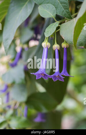 Iochroma Grandiflorum Blumen Stockfoto