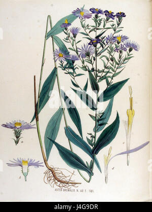 Symphyotrichum novi-belgii ssp. Laevigatum ist eine Unterart des New England Aster, einer blühenden Pflanze in Nordamerika. Diese Art ist bekannt für ihre glatten Blätter und violetten Blüten, die oft in Gärten für Zierzwecke verwendet werden. Stockfoto