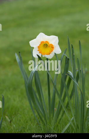 Narcissus 'Velasquez'. Große schalenförmige Narzisse Stockfoto