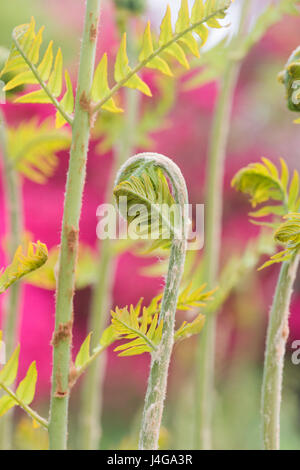 Osmunda Regalis. Neue Royal Farn Wedel entfaltet im April. UK Stockfoto