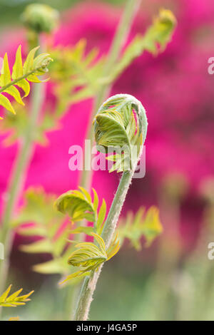 Osmunda Regalis. Neue Royal Farn Wedel entfaltet im April. UK Stockfoto