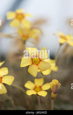 Oxalis Purpurea gelb blühende. Sauerampfer Blüten Stockfoto