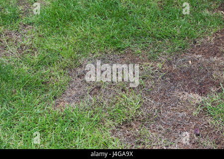 Patches sterbende Gras auf einer Wiese. UK Stockfoto