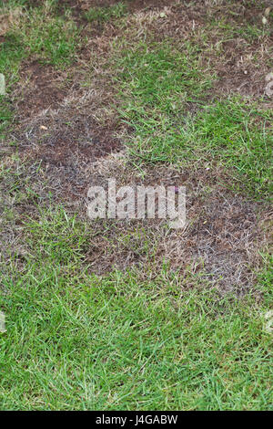 Patches sterbende Gras auf einer Wiese. UK Stockfoto