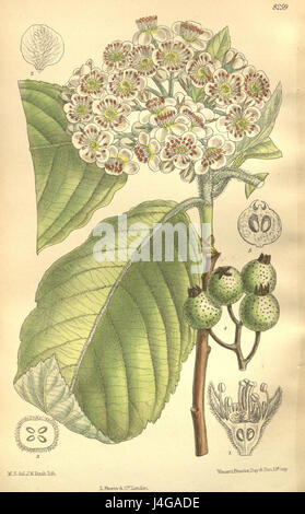 Sorbus Cuspidata 135 8259 Stockfoto