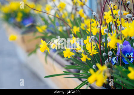 Frühling-Blumentopf mit Narzissen, Viola und Weide. Ostern-Hintergrund mit Frühlingsblumen Stockfoto