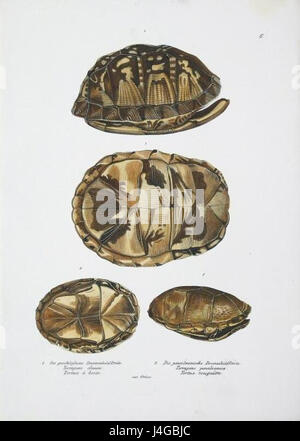 Terrapene Clausa Schinz Stockfoto